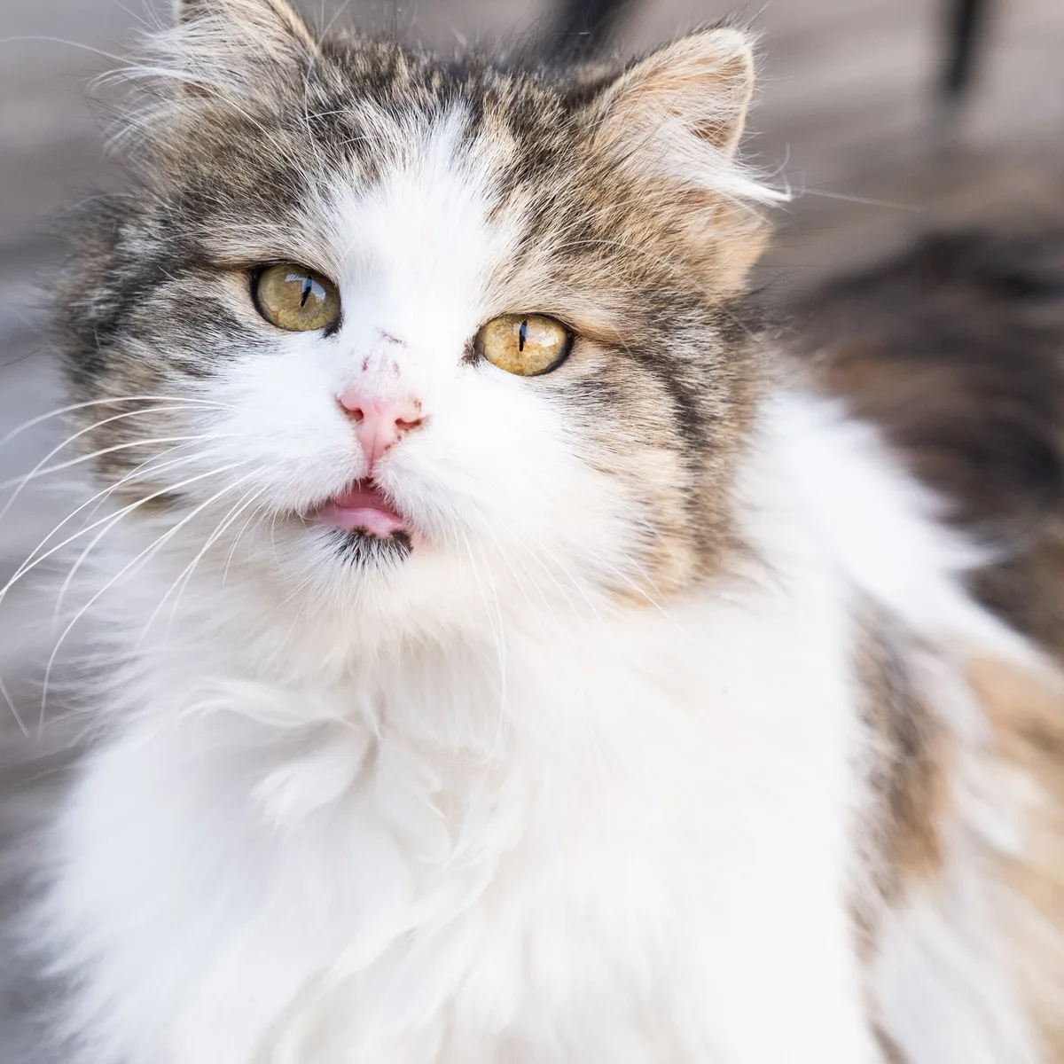 Katze am Ferienhof